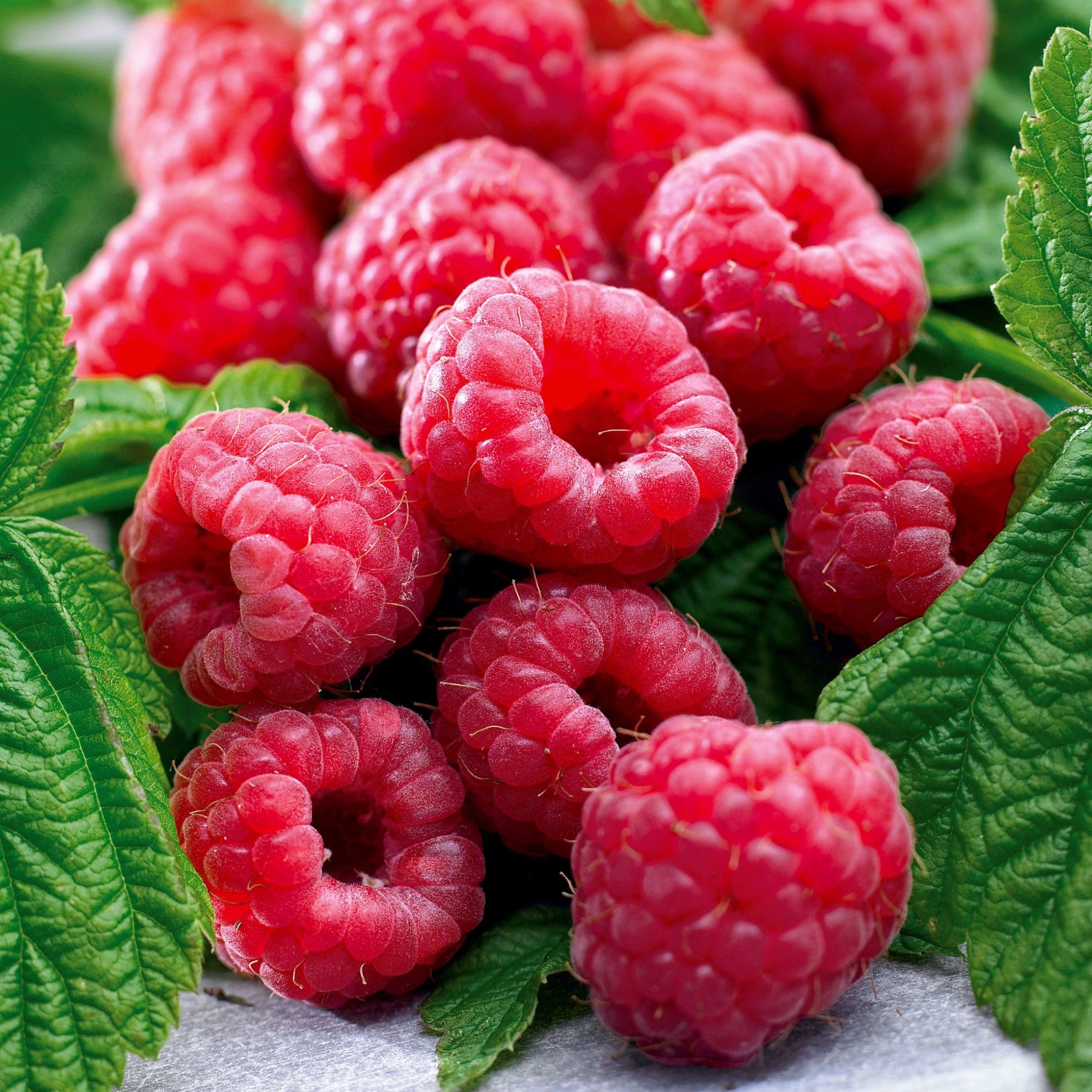 Himbeersammlung: Marastar,Fallgold, Sumo (x12) - Rubus idaeus Marastar ®, Sumo 2, Fallgold - Willemse