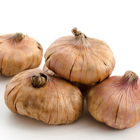 Gladiolen Mischung (Purpur, Gelb und Rot) (x30) - Gladiolus - Willemse