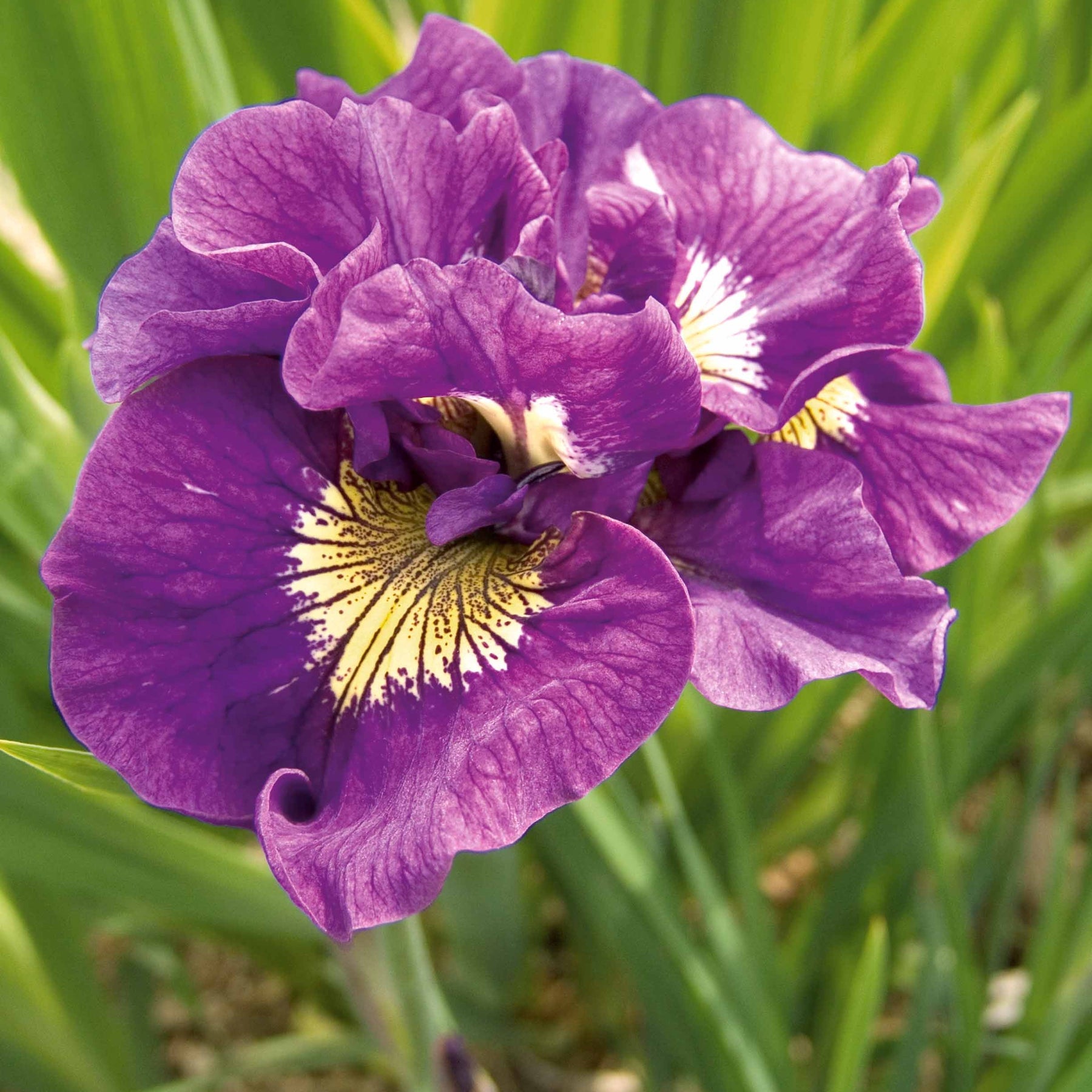 Sibirische Schwertlilien Mischung - Iris sibirica Double Standard,  Concord Crush,  Pink Parfait - Willemse