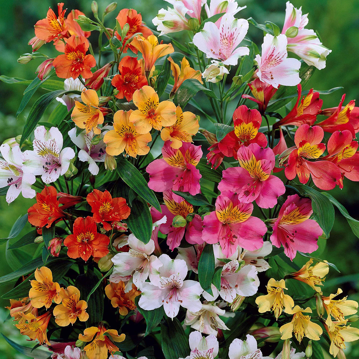 Inkalilien Mischung (x3) - Alstroemeria - Willemse