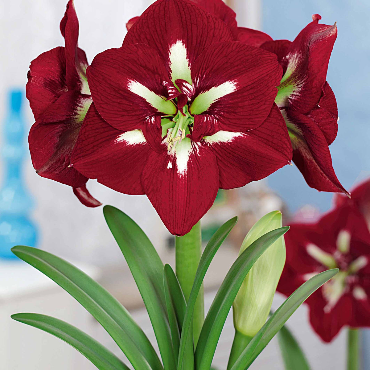 Riesen Amaryllissen - Amaryllis barbados , exposure - Willemse