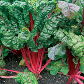 Rhabarber Mangold Rhubarb Chard - Willemse