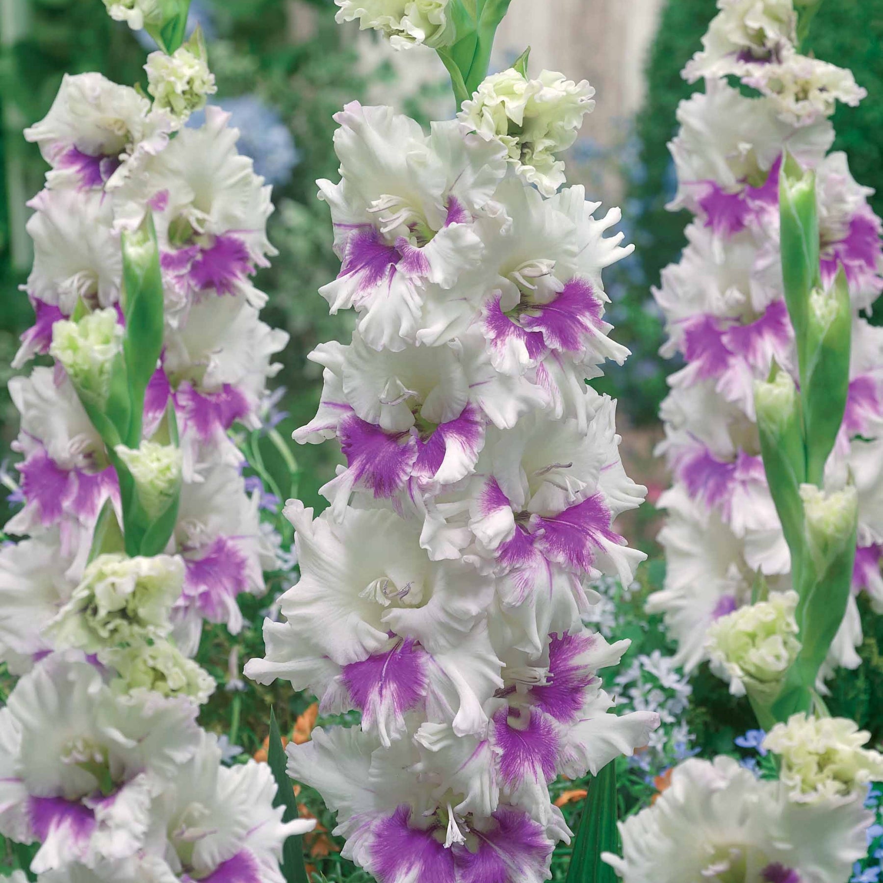 Gladiolus 'kirov','saratov','katherina' - Sammlung von Papageiengladiolen (x30) - Gladiole-Zwiebeln