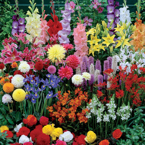 Blühendes Sommerbeet - Gladiolus, Begonia, Iris, Liatris, Crocosmia, Lilium, Dahlia - Willemse