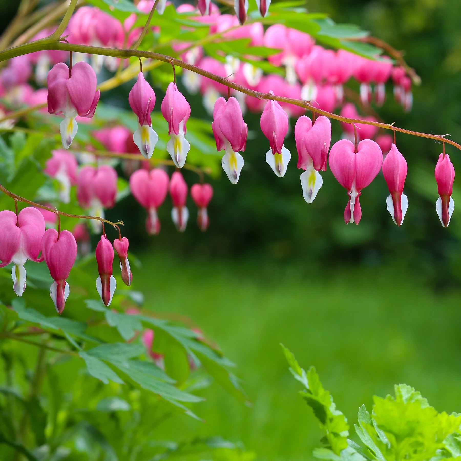 Verkauf Tränendes Herz Mischung (3 rosa + 1 weiß) (x4) - Tränendes Herz