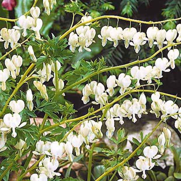 Tränendes Herz Mischung (3 rosa + 1 weiß) (x4) - Tränendes Herz - Willemse