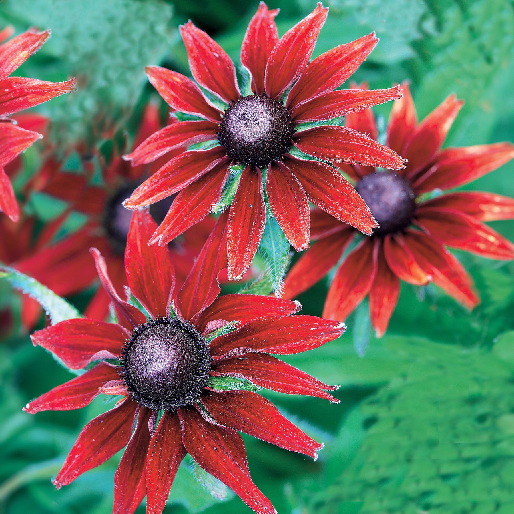 Blühende Stauden - Bunte Margeriten-Kollektion (x6) - Rudbeckia Cherry Brandy, Gaillardia Kobold, Leucanthemum Banana Cream