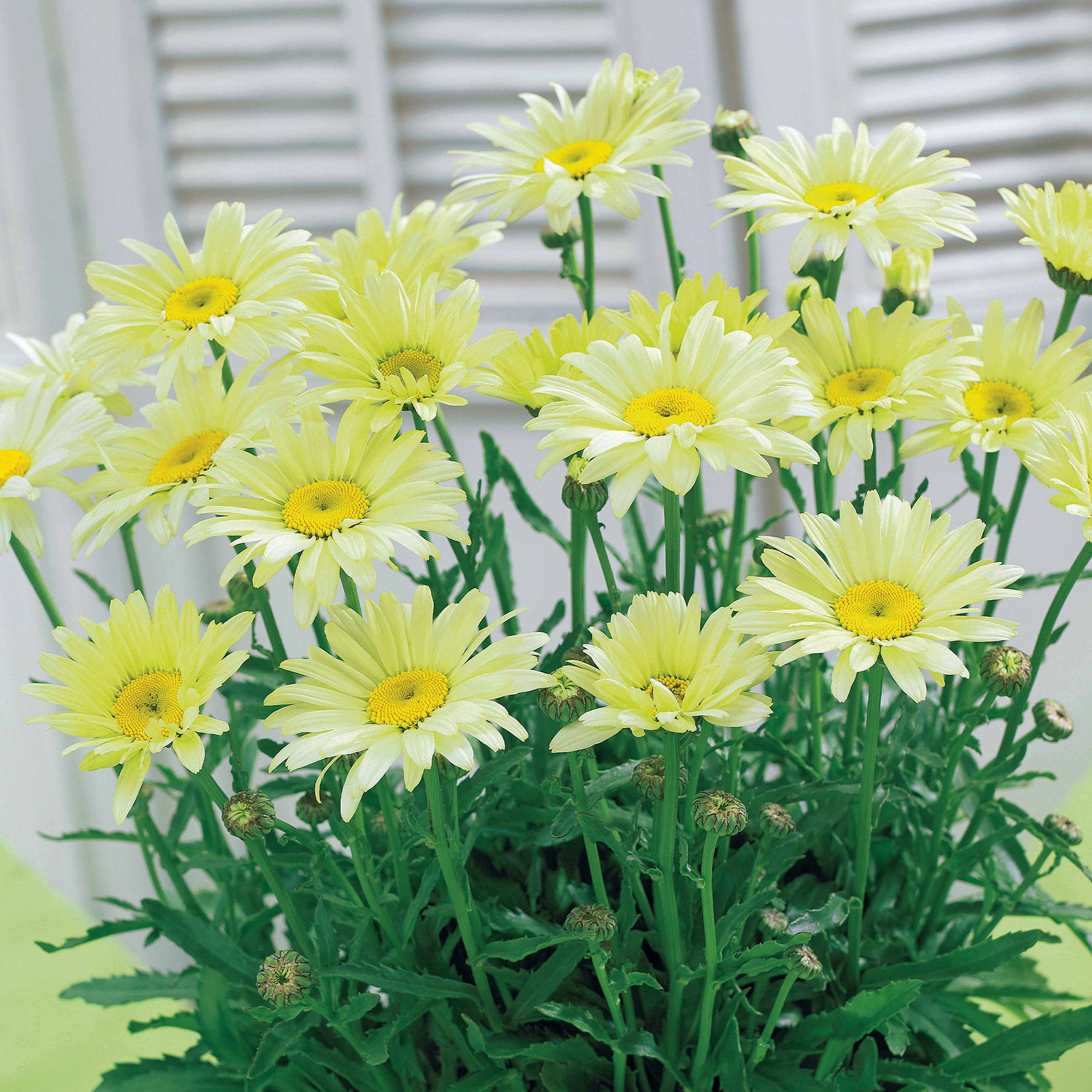 Bunte Margeriten-Kollektion (x6) - Rudbeckia Cherry Brandy, Gaillardia Kobold, Leucanthemum Banana Cream - Willemse