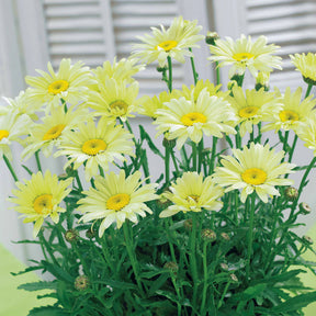 Bunte Margeriten-Kollektion (x6) - Rudbeckia Cherry Brandy, Gaillardia Kobold, Leucanthemum Banana Cream - Willemse