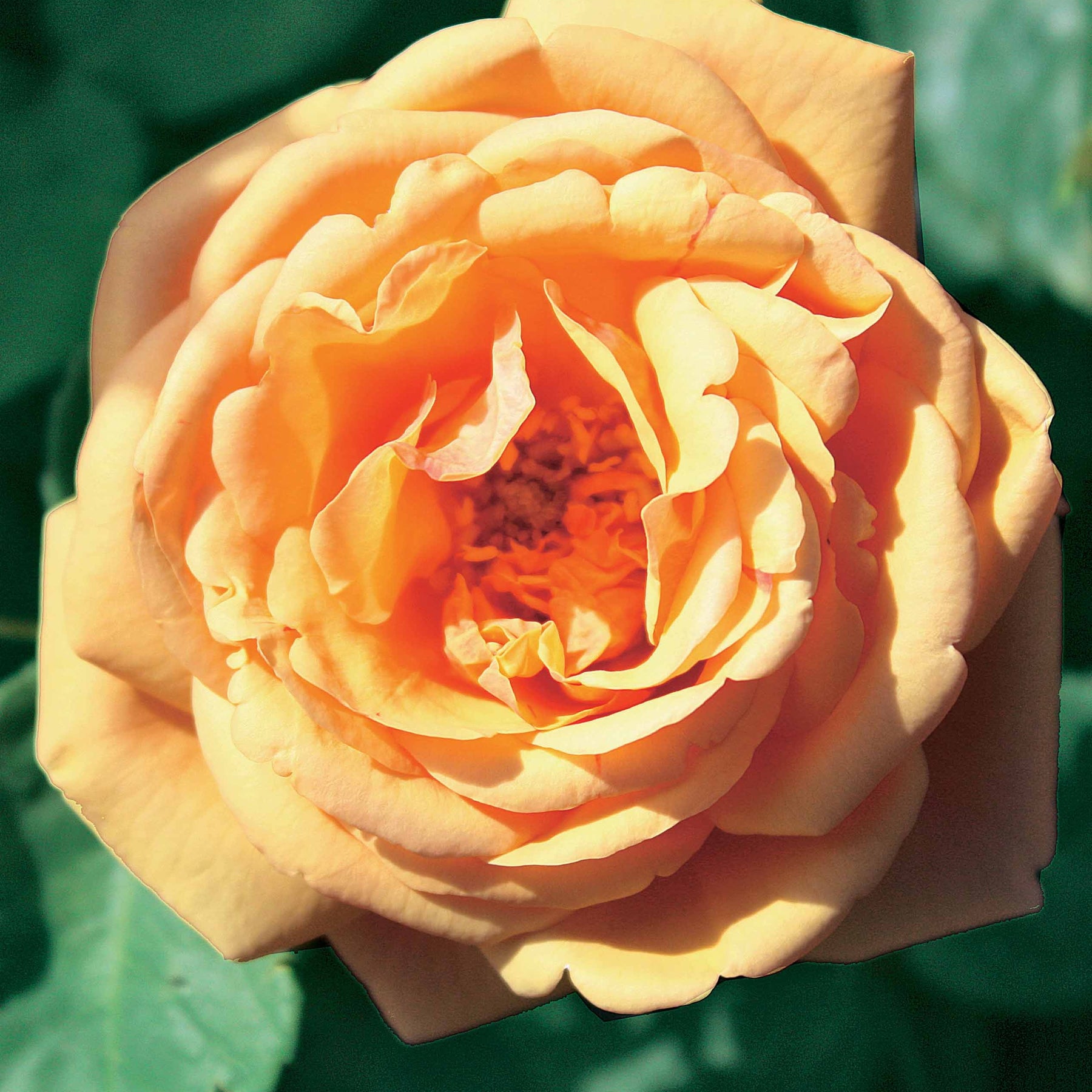 Rosa(fish ausgreen,charlie ausgreen,her's ausgreen - Englische Rosen Kollektion (x3) - Rosen - Nackte Wurzeln