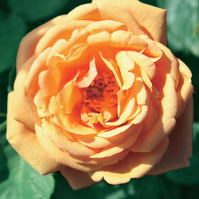 Rosa(fish ausgreen,charlie ausgreen,her's ausgreen - Englische Rosen Kollektion (x3) - Rosen - Nackte Wurzeln