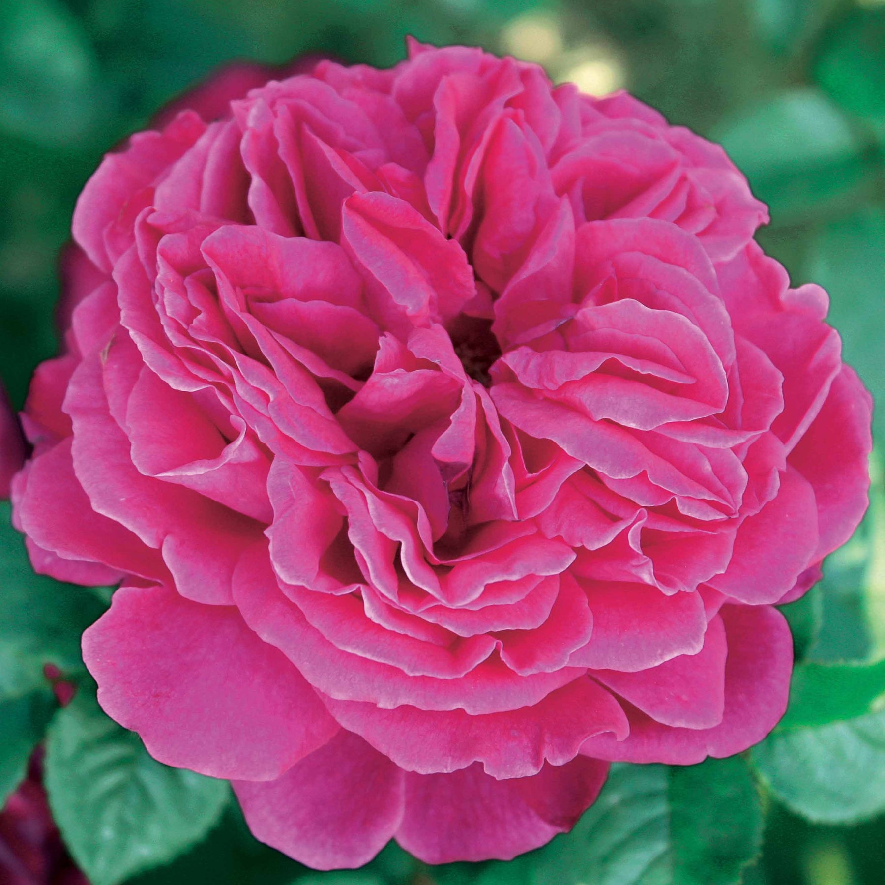 Englische Rosen Kollektion (x3) - Rosa(fish ausgreen,charlie ausgreen,her's ausgreen - Willemse