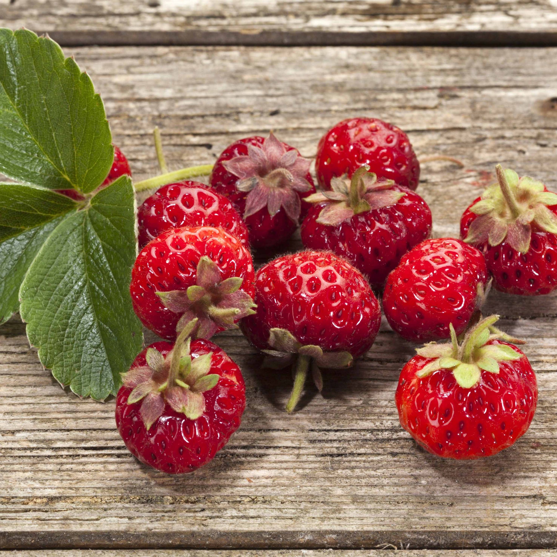Erdbeeren-Kollektion 'Pineberry' & 'Framberry' (x4) - Fragaria pineberry ® framberry ® - Willemse