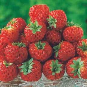 Erdbeeren - Erdbeeren-Kollektion 'Pineberry' & 'Framberry' (x4) - Fragaria pineberry ® framberry ®