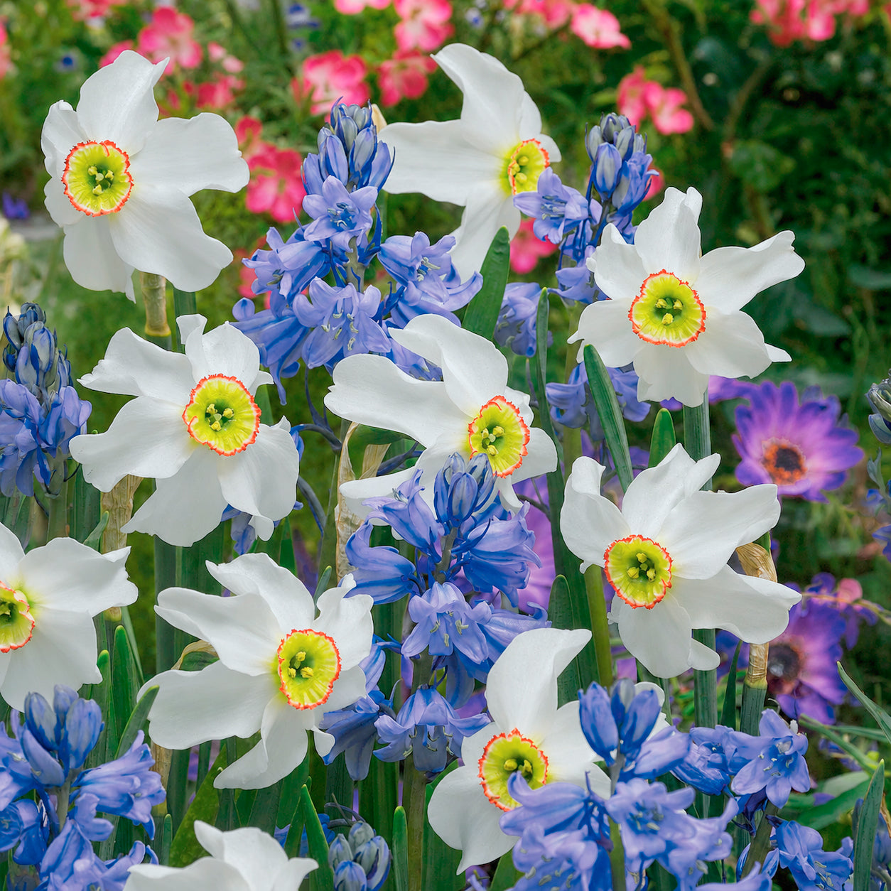 Zwiebeln-Mix für weiße & blaue Beete (x20) - Willemse