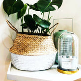 Luftreinigende Pflanzen Mischung - Willemse