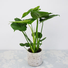 Chamoedorea elegans,monstera deliciosa,chlorophytum atlantic - Luftreinigende Pflanzen Mischung - Luftreinigende Zimmerpflanzen