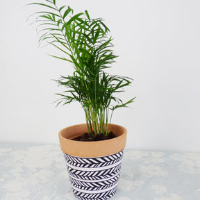 Luftreinigende Zimmerpflanzen - Luftreinigende Pflanzen Mischung - Chamoedorea elegans,monstera deliciosa,chlorophytum atlantic