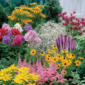 Stauden-Kollektion (x15) - Helenium, Monarda,  Phlox paniculata, Rudbeckia Goldstrum, Gypsophila paniculata, Liatris spicata, Solidago, Astilbe - Willemse