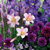 Sommerblumenzwiebel Mischung (x29) - Liatris, freesias,lis longiflorum,dahlia,gladiolus - Willemse