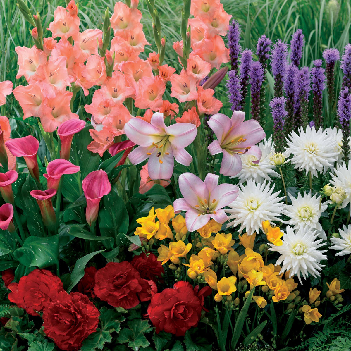 Sommerblumenzwiebel Mischung (x31) - Willemse