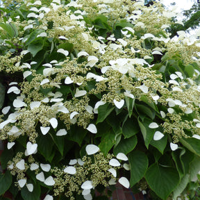 Trachelospermum jasminoides, wisteria, hydrangea p - Kletterpflanzen-Kollektion Jasmin, Glyzinie, Kletterhortensie (x3) - Kletterpflanzen