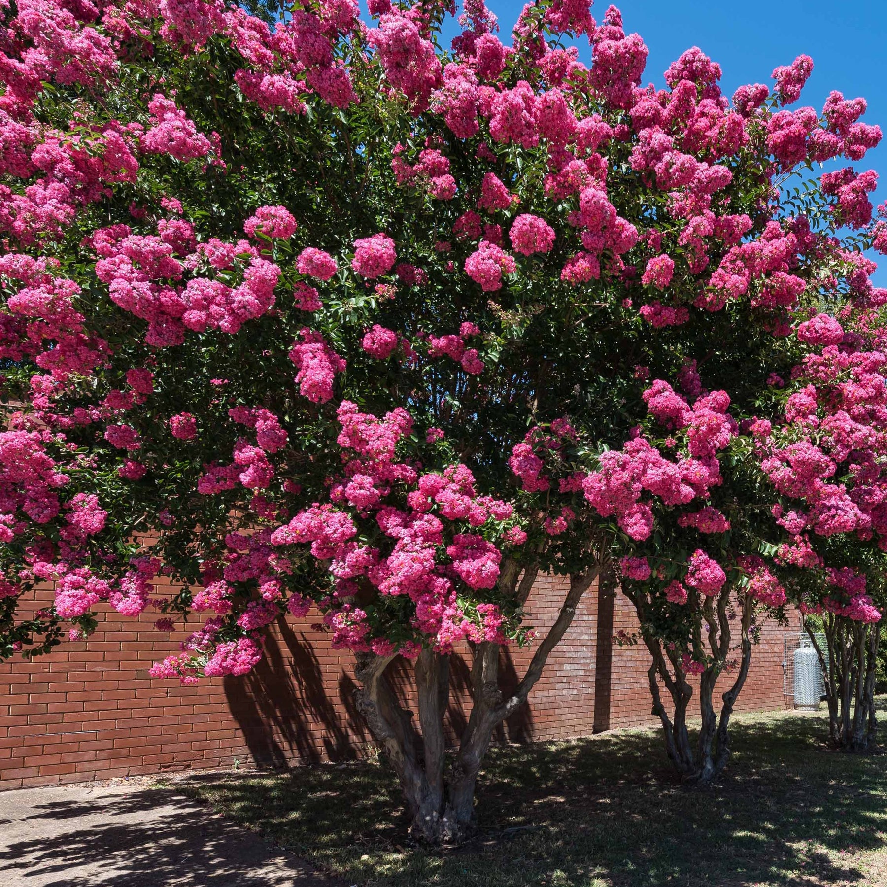 Sträucher-Kollektion (x3) - Lagerstroemia indica, callistemon laevis, cytisus - Willemse