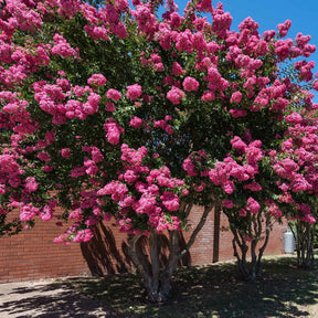 Sträucher-Kollektion (x3) - Lagerstroemia indica, callistemon laevis, cytisus - Willemse