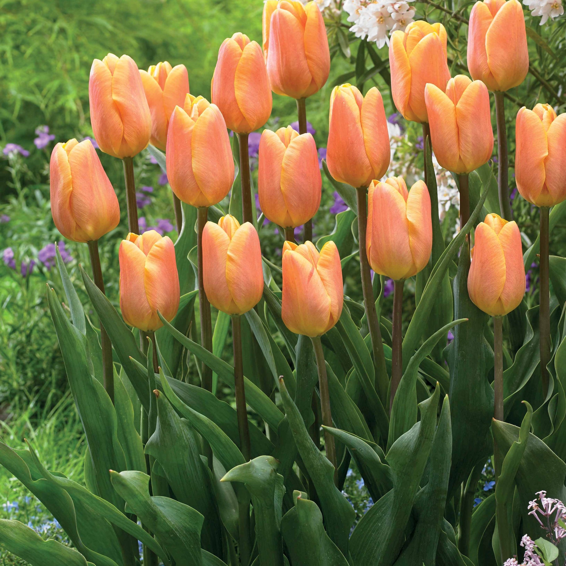 Triumph-Tulpen Kollektion ‘Belleville’ & ‘Blue Beauty’ (x20) - Tulipa triompe Bellville, Blue Beauty - Willemse