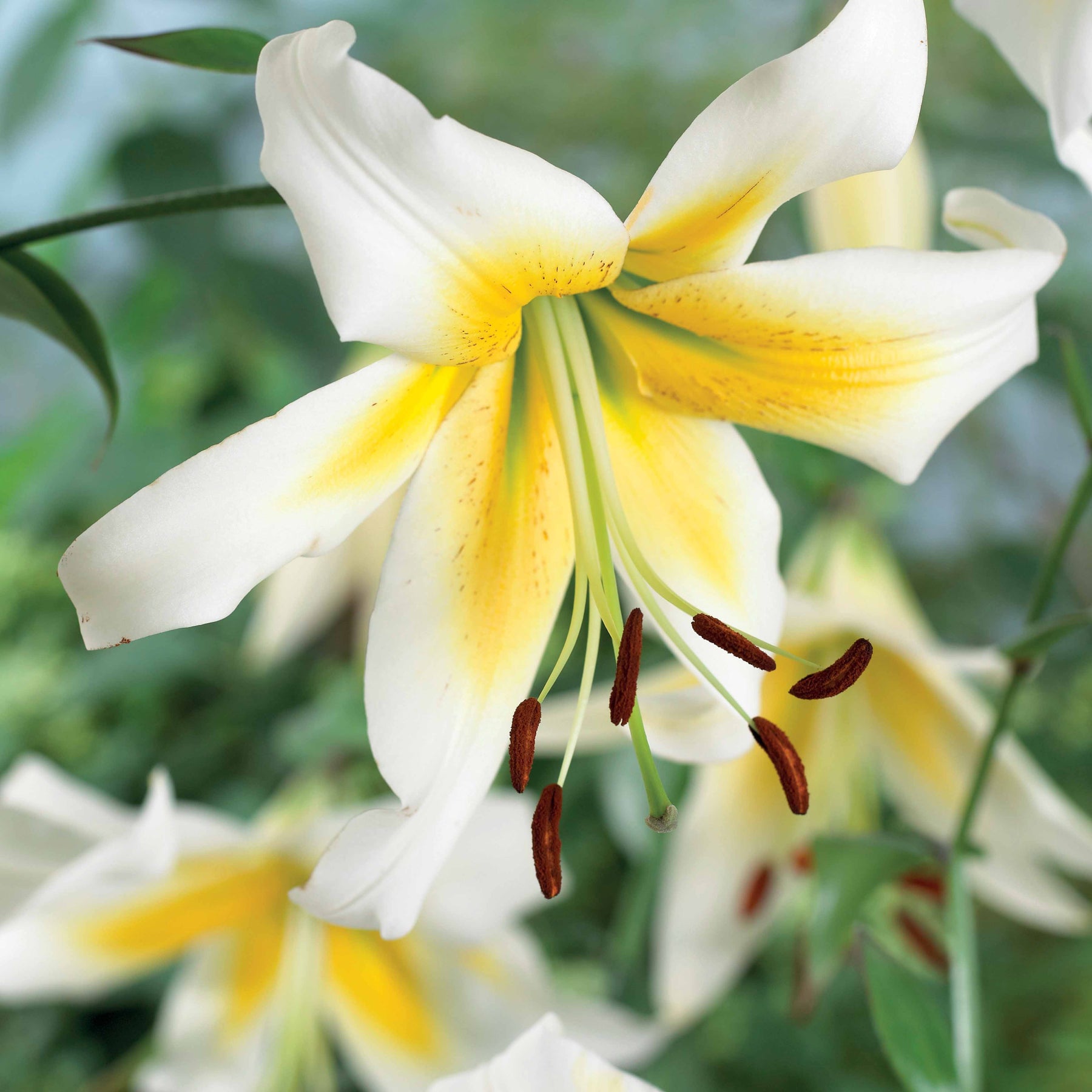 Lilien-Kollektion (x6) - Lilium beverly dreams + mister Peculiar - Willemse