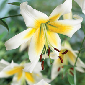 Lilien-Kollektion (x6) - Lilium beverly dreams + mister Peculiar - Willemse