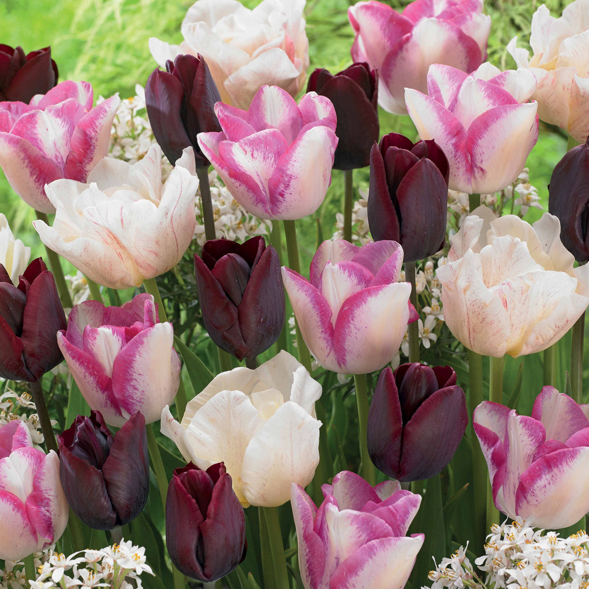 Langstielige Tulpen Mischung (x15) für Vasen