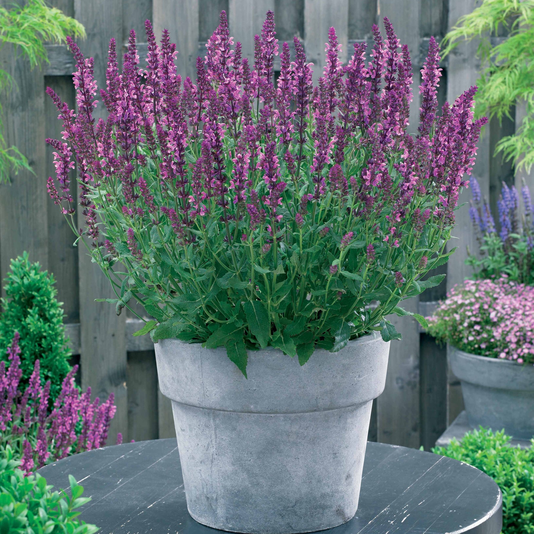 Blühende Stauden - Bunte Stauden-Kollektion für den Garten (x12) - Alchemilla mollis, Leucanthemum superbum, Salvia nemorosa, Asclepia incarnata