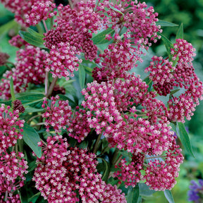 Bunte Stauden-Kollektion für den Garten (x12) - Alchemilla mollis, Leucanthemum superbum, Salvia nemorosa, Asclepia incarnata - Willemse