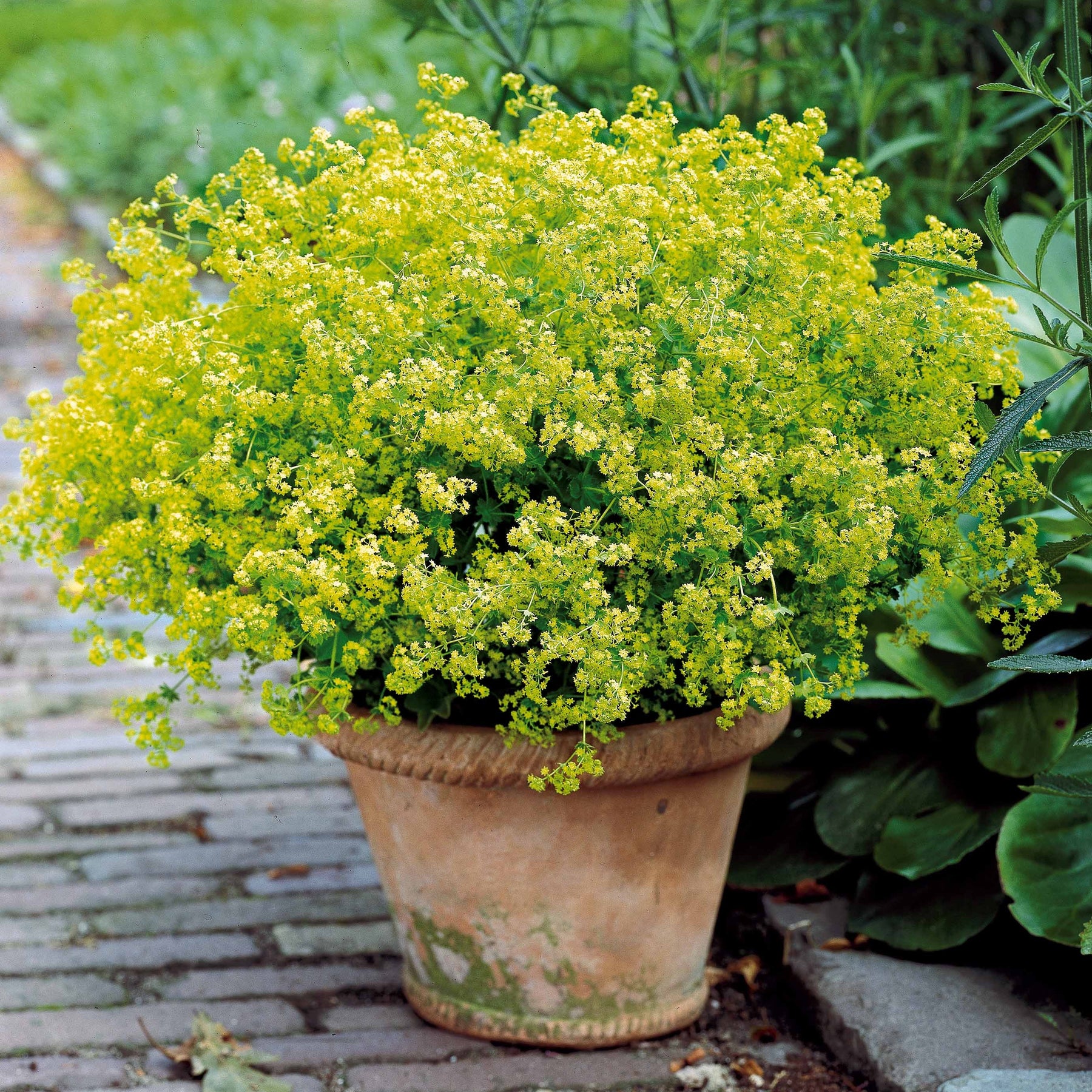 Bunte Stauden-Kollektion für den Garten (x12)