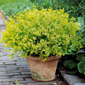 Bunte Stauden-Kollektion für den Garten (x12)