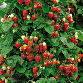 Rubus idaeus 'sumo 2', ribes rubrum 'rovada', frag - Obst-Kollektion Beerenfrüchte (x9) - Erdbeeren