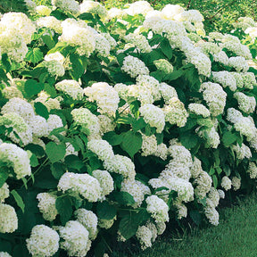 Hortensien-Kollektion für blühende Beete und Hecken. (x3) - Hydrangea macrophylla - Pflanzensorten