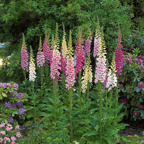 Veronicastrum virginicum, digitalis purpurea, alchemilla mollis - Stauden-Kollektion für Halbschatten (x9) - Stauden