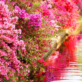 Azaleen - Sammlung von Japanischen Azaleen (x3) - Azalea japonica