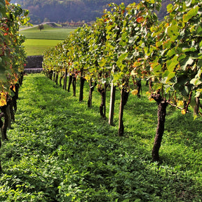 Weinreben-Kollektion ‘Pinot’, ‘Merlot’, ‘Chardonnay’ (x3) - Willemse
