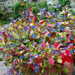 Blühende Stauden - Chinesische Bleiwurz - Ceratostigma plumbaginoides