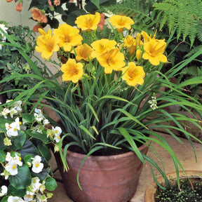 Taglilie ‘Stella de Oro’ - Hemerocallis Stella de Oro - Willemse