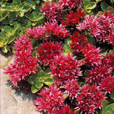 Stauden - Teppich-Fettblatt Fuldaglut - Sedum spurium Fuldaglut