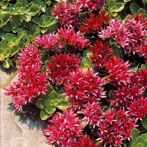 Stauden - Teppich-Fettblatt Fuldaglut - Sedum spurium Fuldaglut