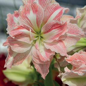 Amaryllis-Kollektion rosa & weiß (x2) - Amaryllis Happy Nymph, White Nymph - Willemse
