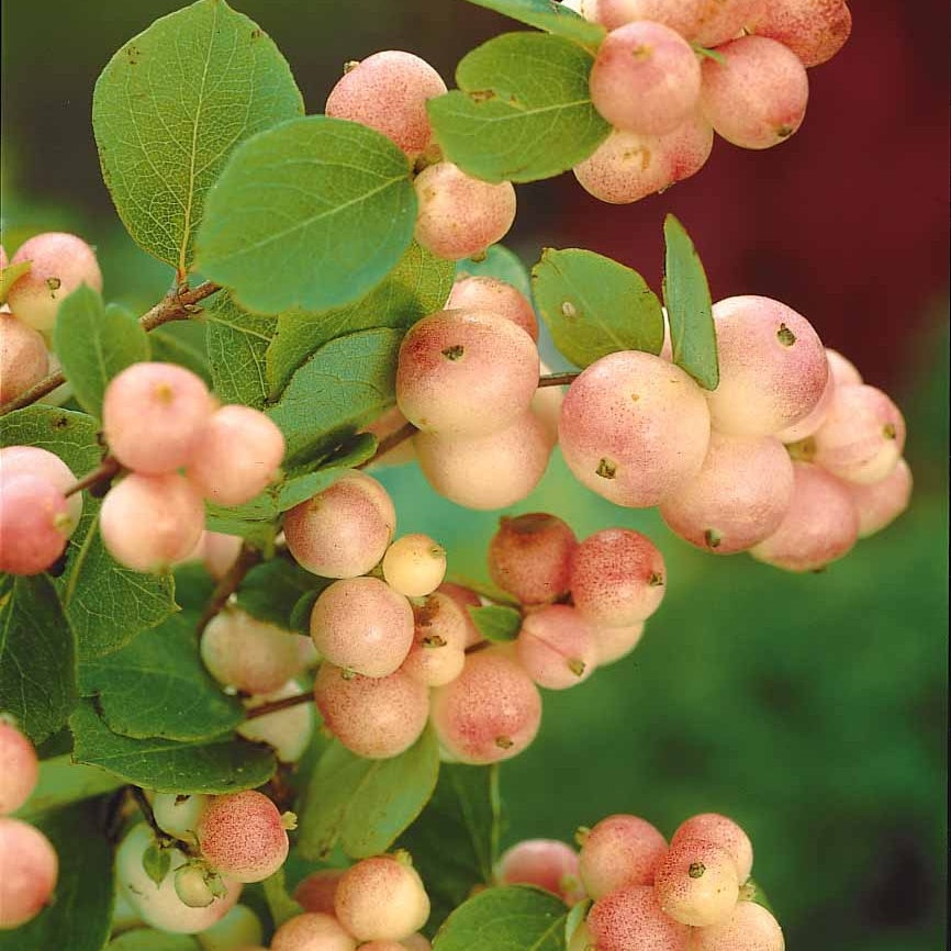 Vogelhecken Mischung - Cotoneaster franchetii, Amelanchier lamarckii, Euonymus, Symphoricarpos - Willemse