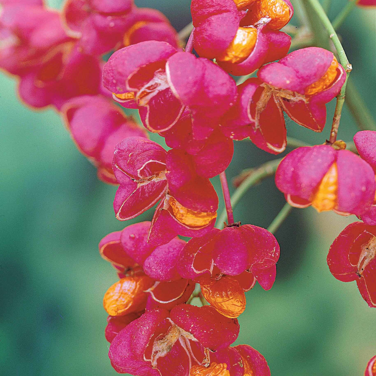 Cotoneaster franchetii, Amelanchier lamarckii, Euonymus, Symphoricarpos - Vogelhecken Mischung - Heckensträucher