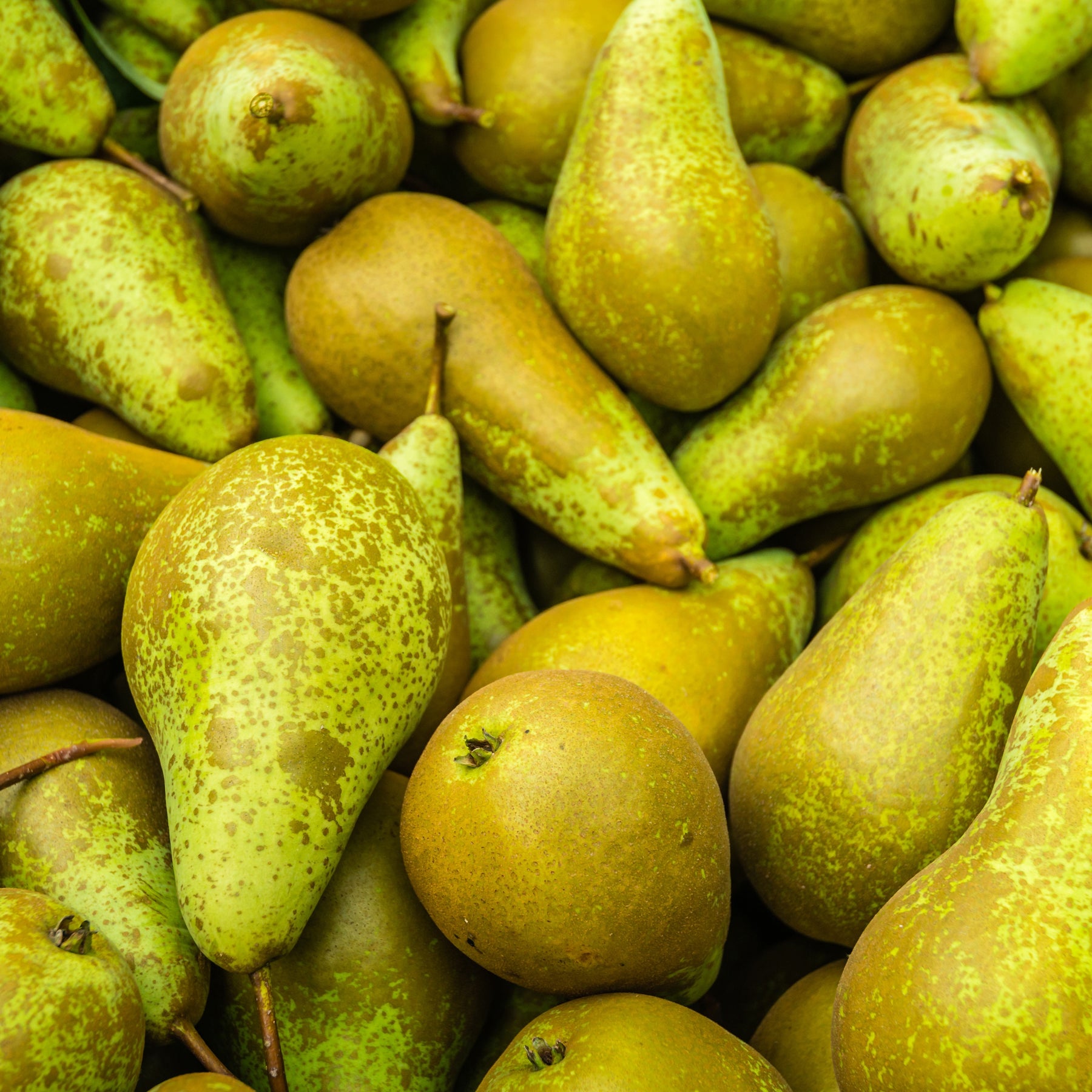 Pyrus communis conférence, william's, doyenné du comice - Birnen-Kollektion 'Conférence', 'Williams', 'Doyenné du Comice' - Birnbäume