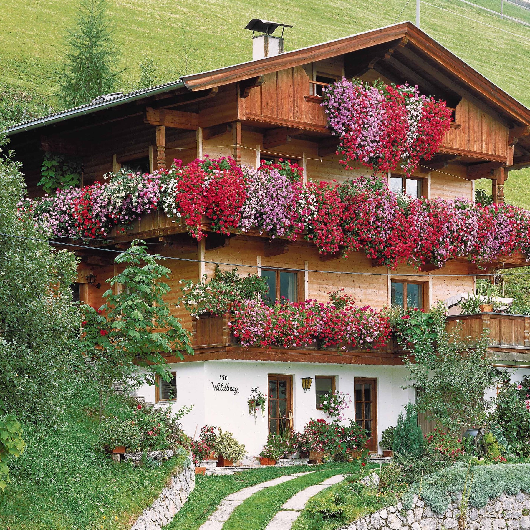 Verkauf Rote Efeugeranien